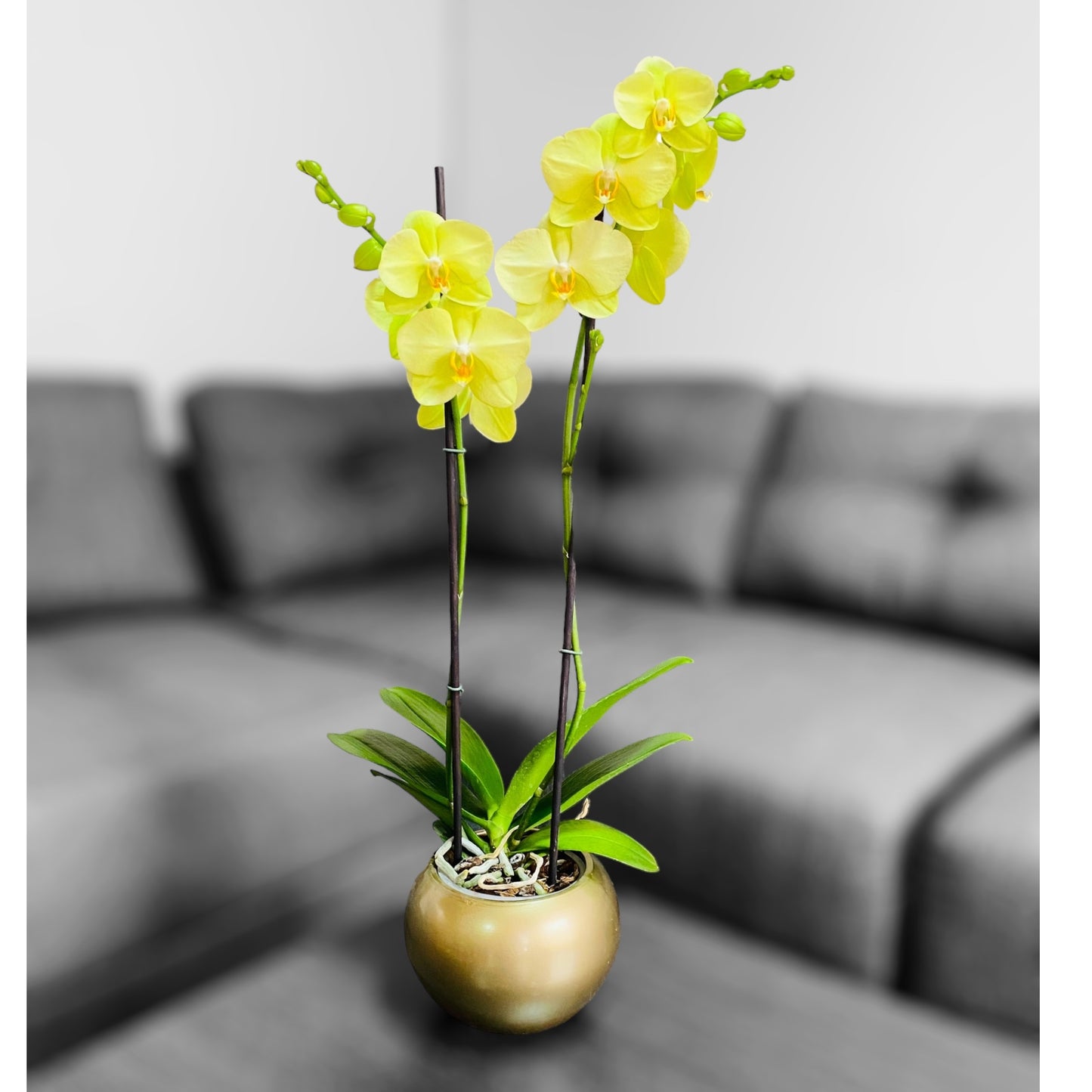 Orquídea grande con flores amarillas de 2 varas con cerámica dorada