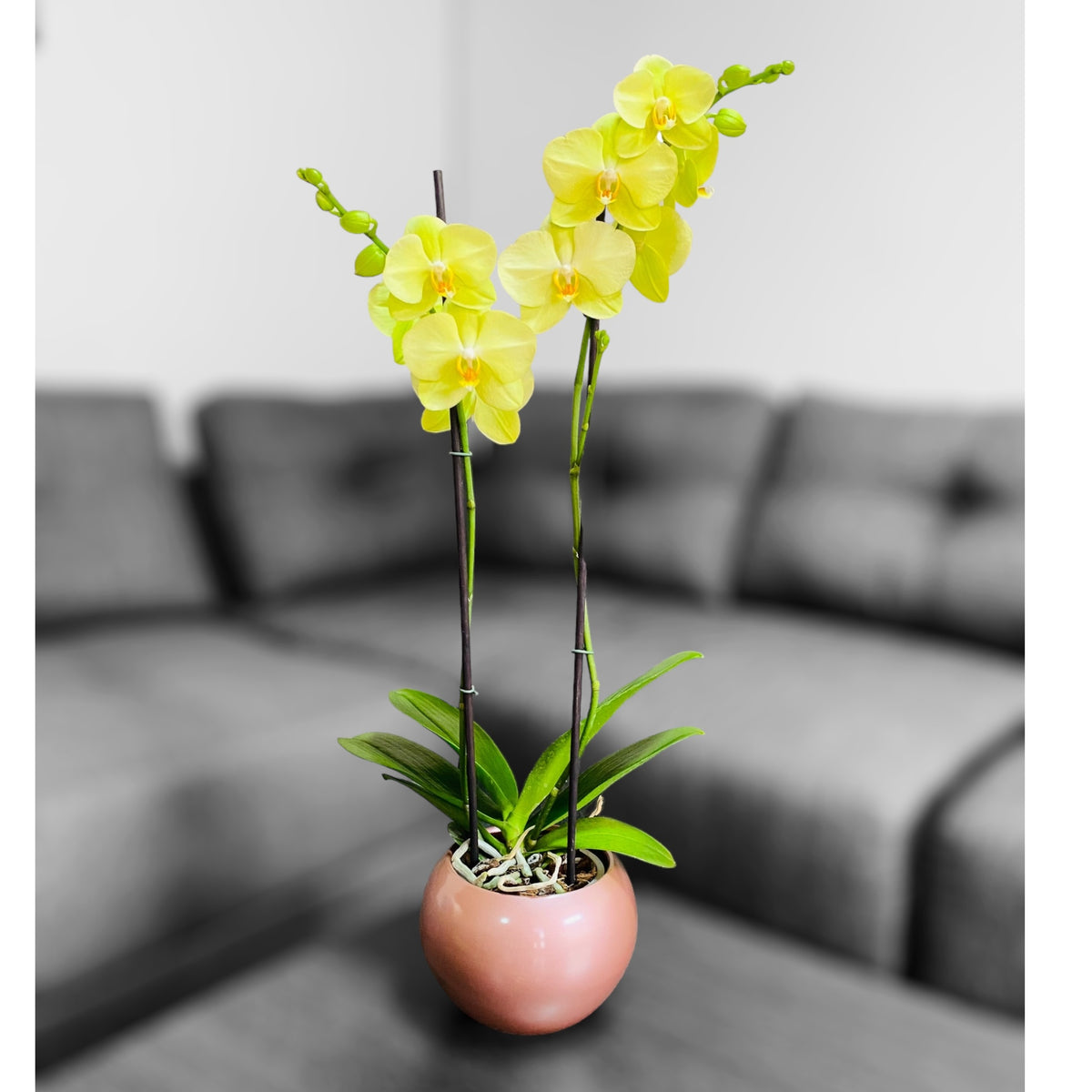 Orquídea grande con flores amarillas de 2 varas con cerámica rosada