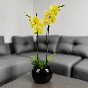 Orquidea amarilla en matera de ceramica ovalada negra