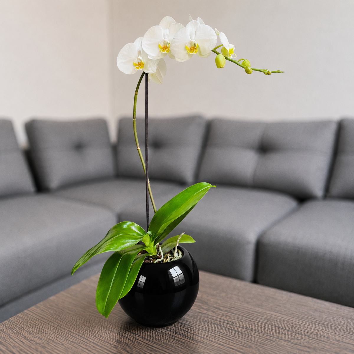 Orquídea grande de 1 vara con flores blancas con cerámica ovalada negra