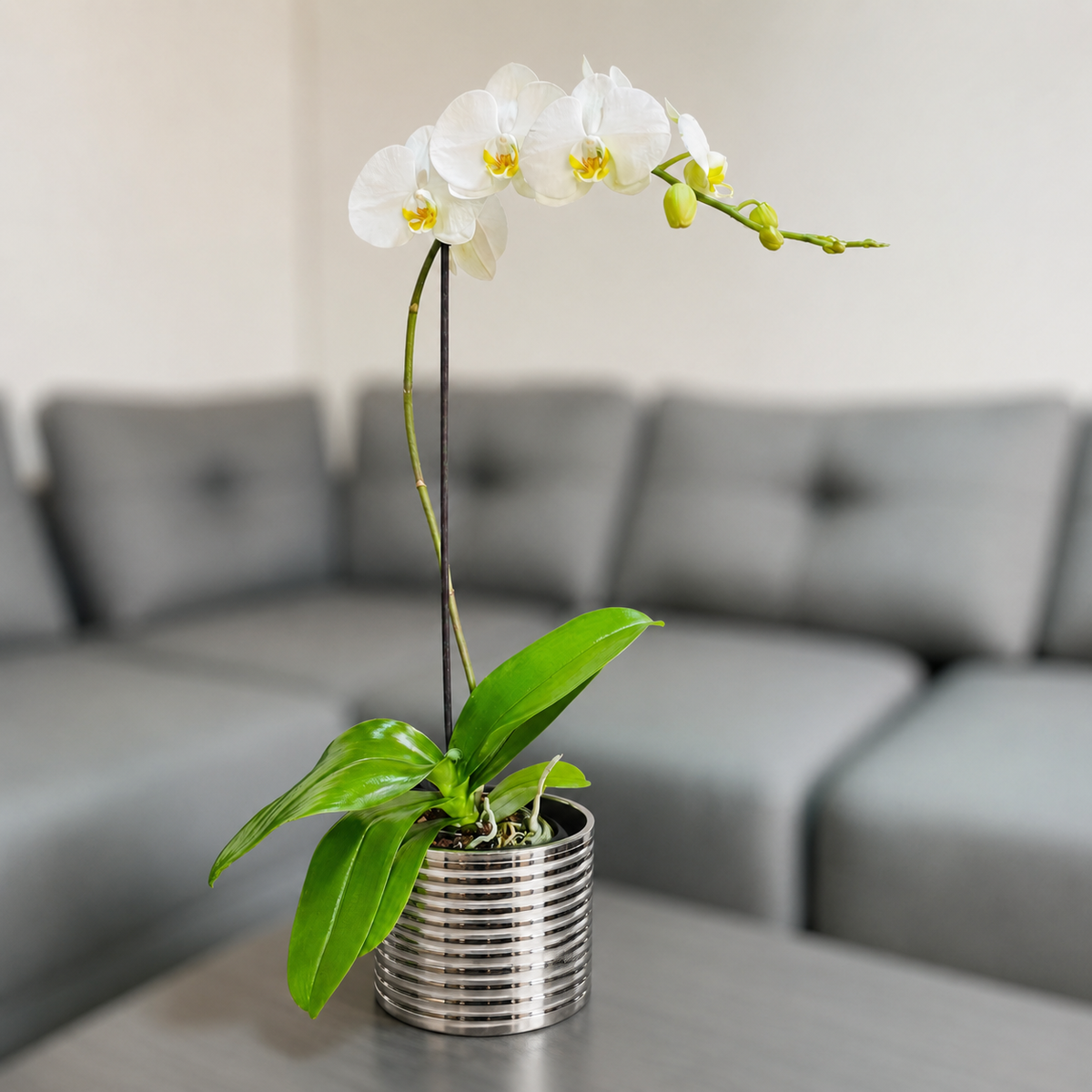 Orquídea grande de 1 vara con flores blancas con cerámica plata acanalada