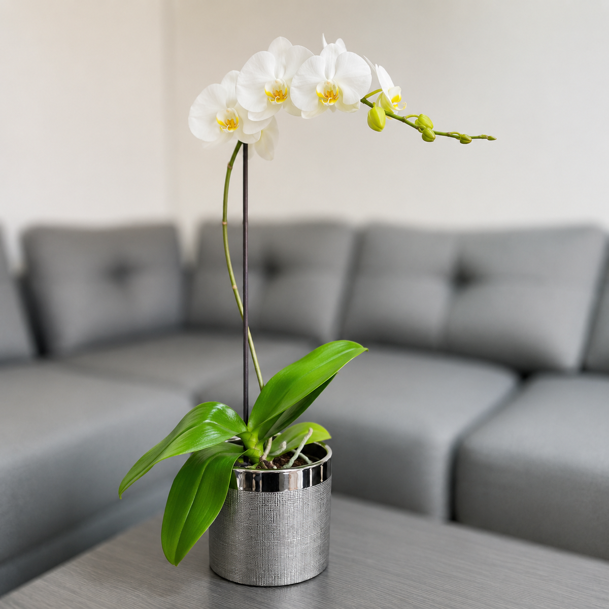 Orquídea grande de 1 vara con flores blancas con cerámica plata texturizada