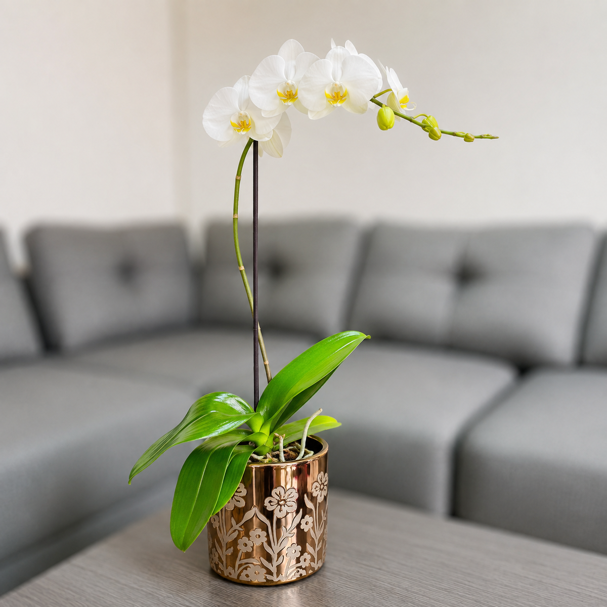 Orquídea grande de 1 vara con flores blancas con cerámica floral dorada