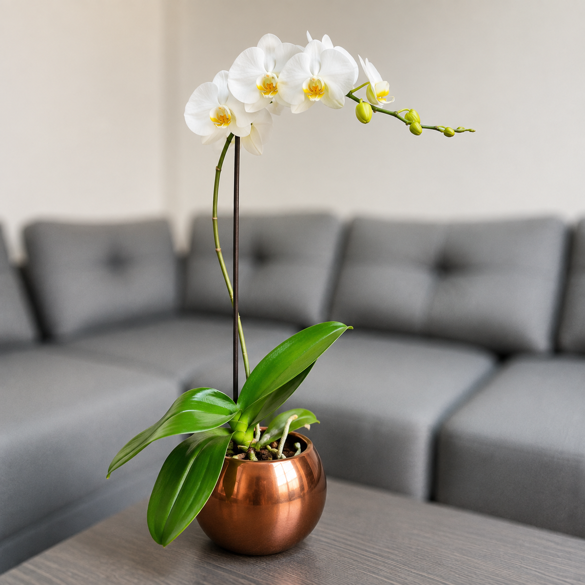 Orquídea grande de 1 vara con flores blancas con cerámica ovalada cobre