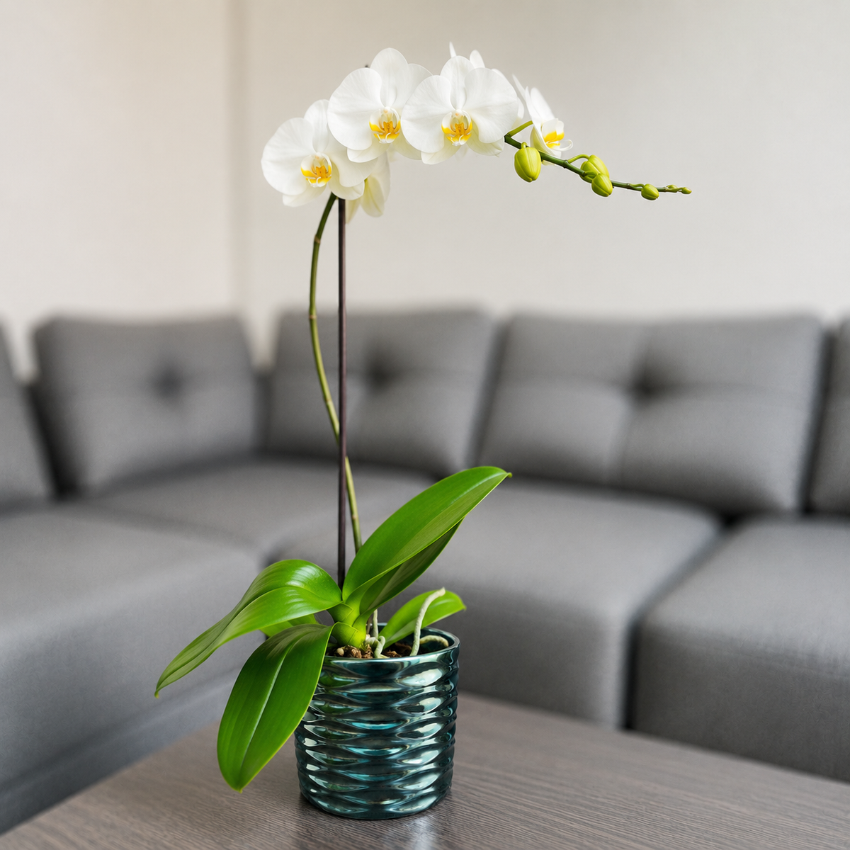 Orquídea grande de 1 vara con flores blancas con cerámica panal azul