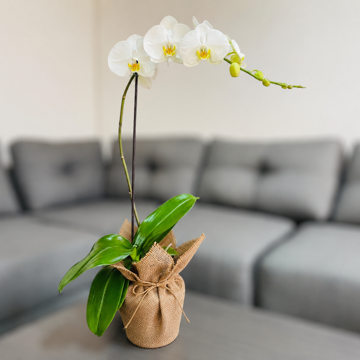 Orquídea grande de 1 vara con flores blancas en yute decorativo