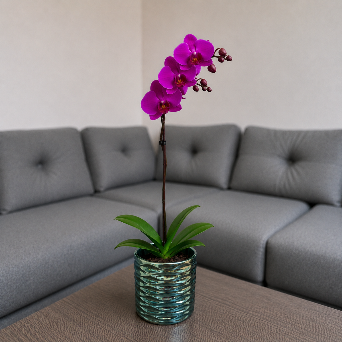 Orquídea grande de 1 vara con flores moradas con cerámica panal azul