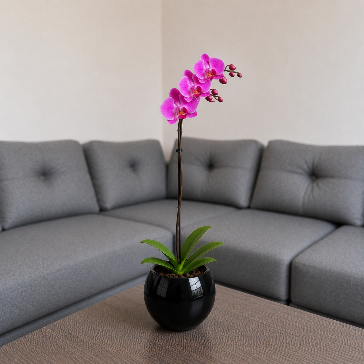 Orquídea grande de 1 vara con flores rosadas con cerámica ovalada negra