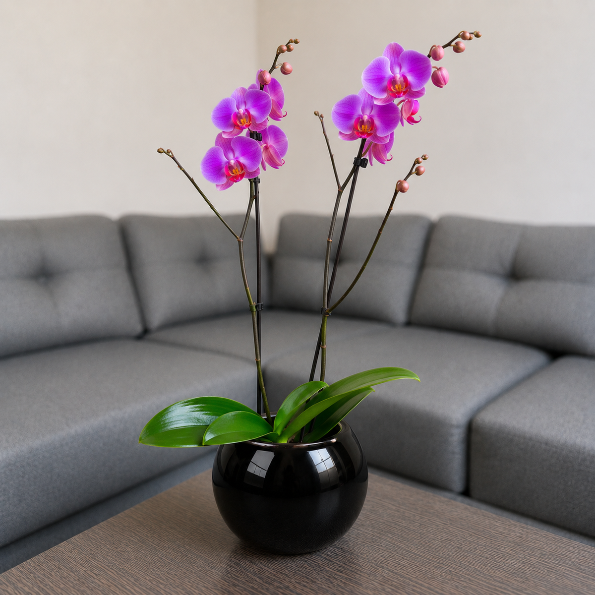 Orquídea grande de 2 espigas rosada en matera de cerámica ovalada negra