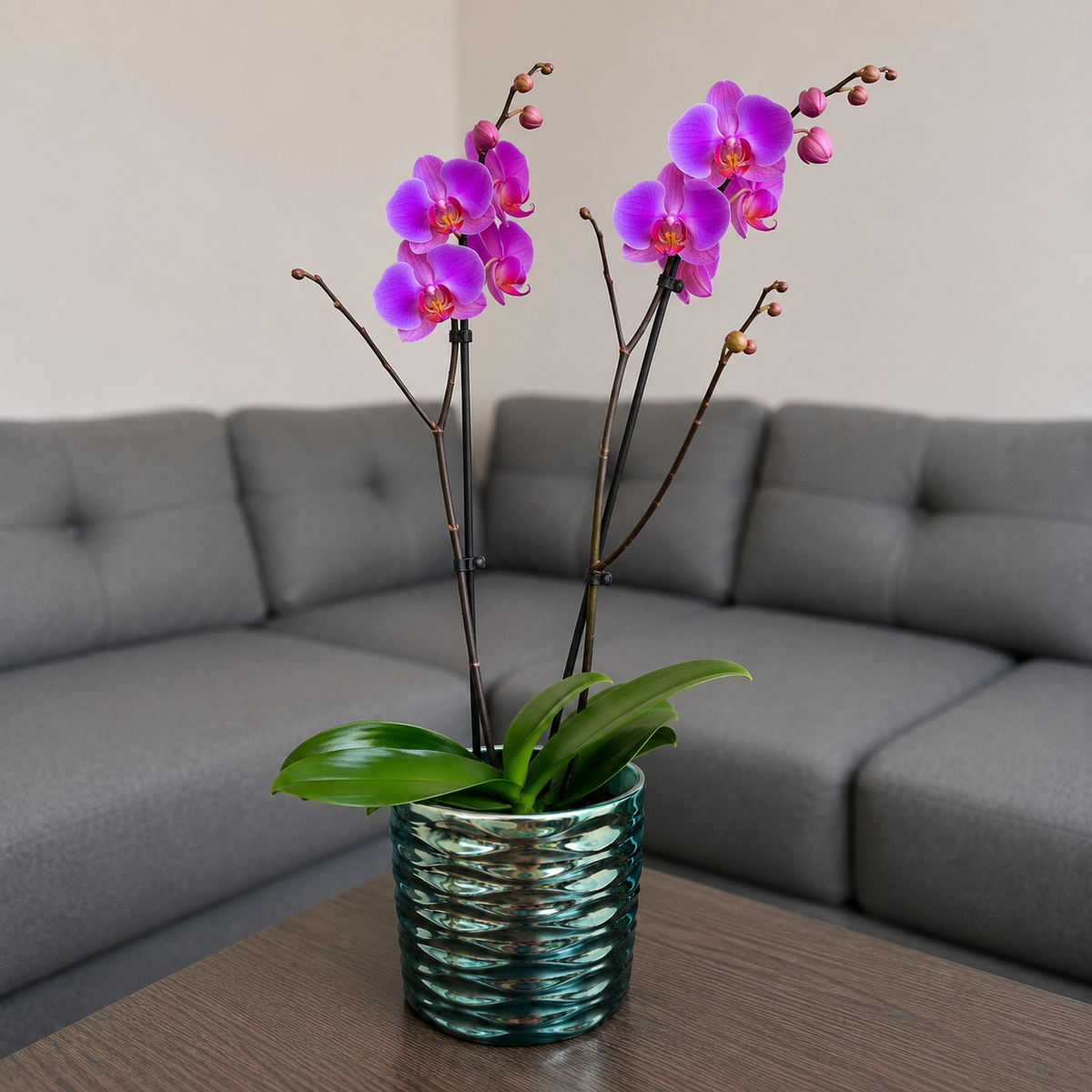 Orquídea grande de 2 espigas rosada en matera de cerámica panal azul
