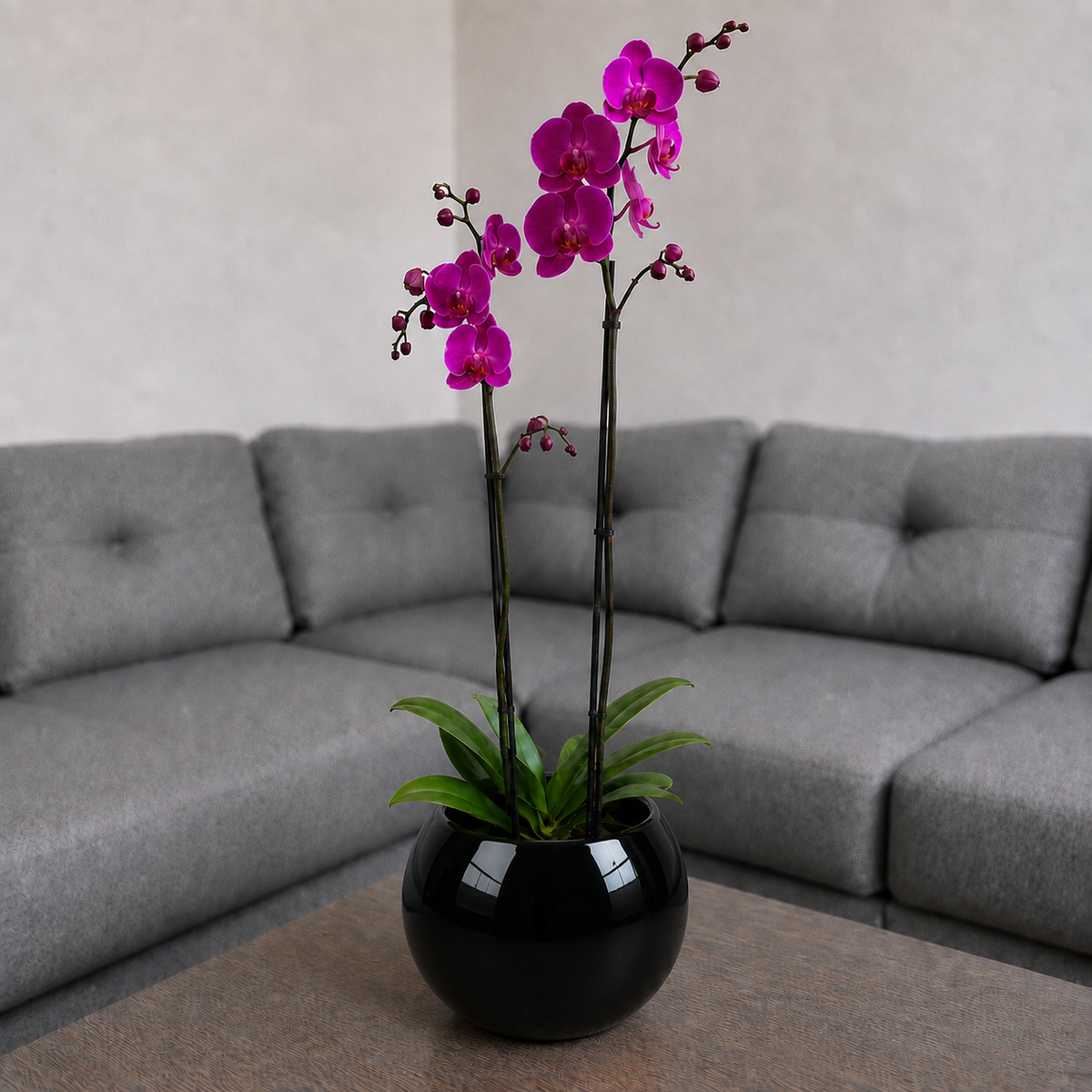 Orquídea resiliencia grande de 2 espigas en matera de cerámica ovalada negra