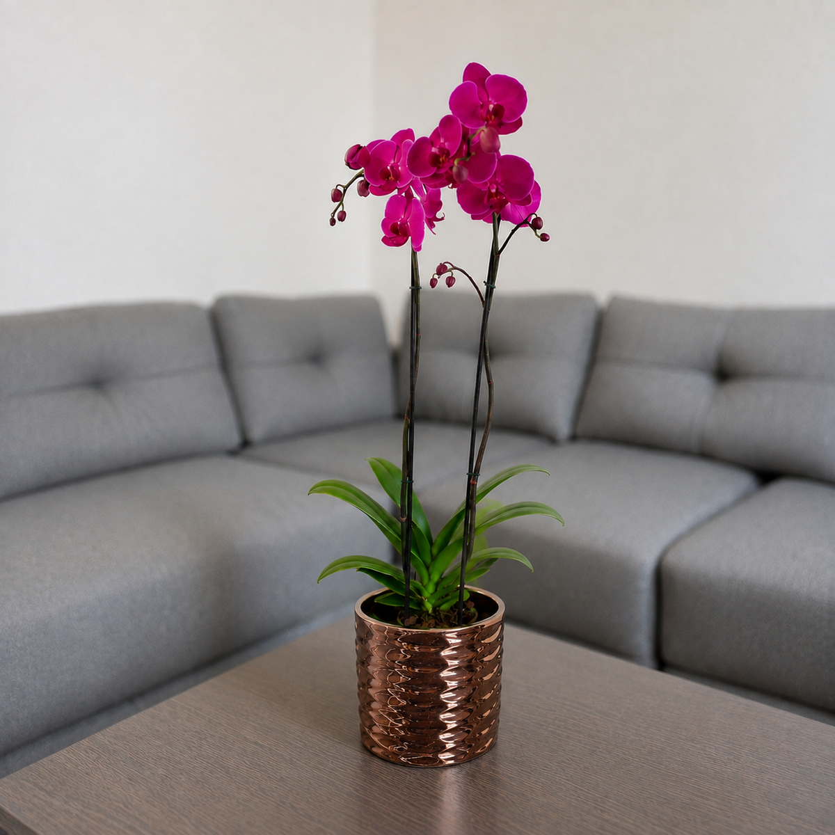 Orquídea resiliencia grande de 2 espigas en matera de cerámica panal oro rosa