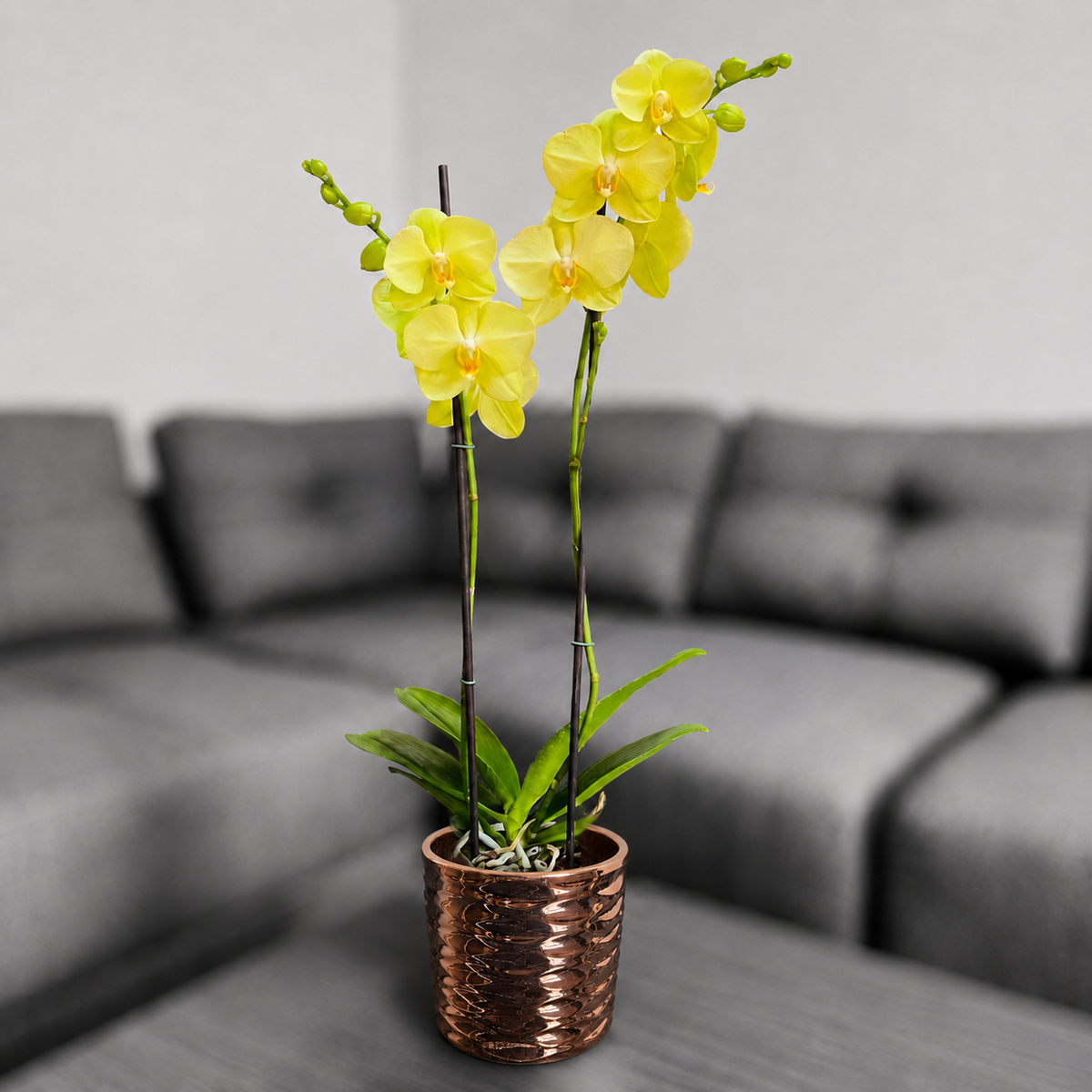 Orquídea despertar grande de 2 espigas en matera de cerámica panal oro rosa