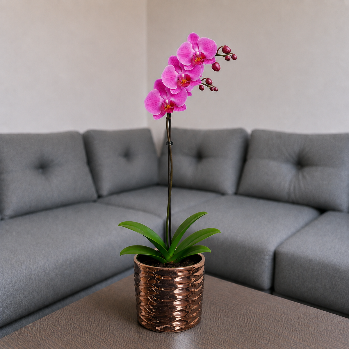 Orquídea renovación grande de 1 vara en cerámica ovalada negra