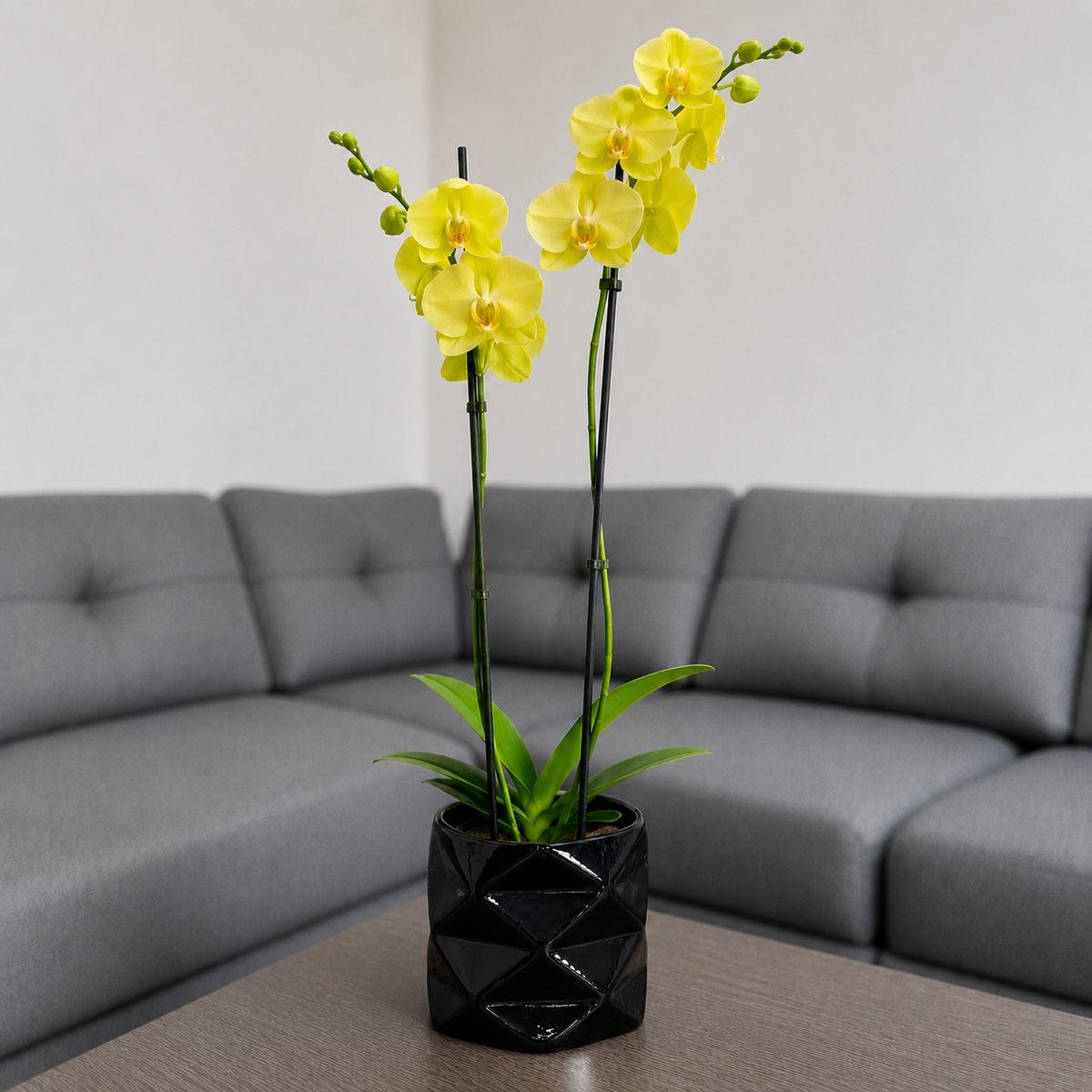 Orquídea despertar grande de 2 espigas en matera de cerámica diamante negro