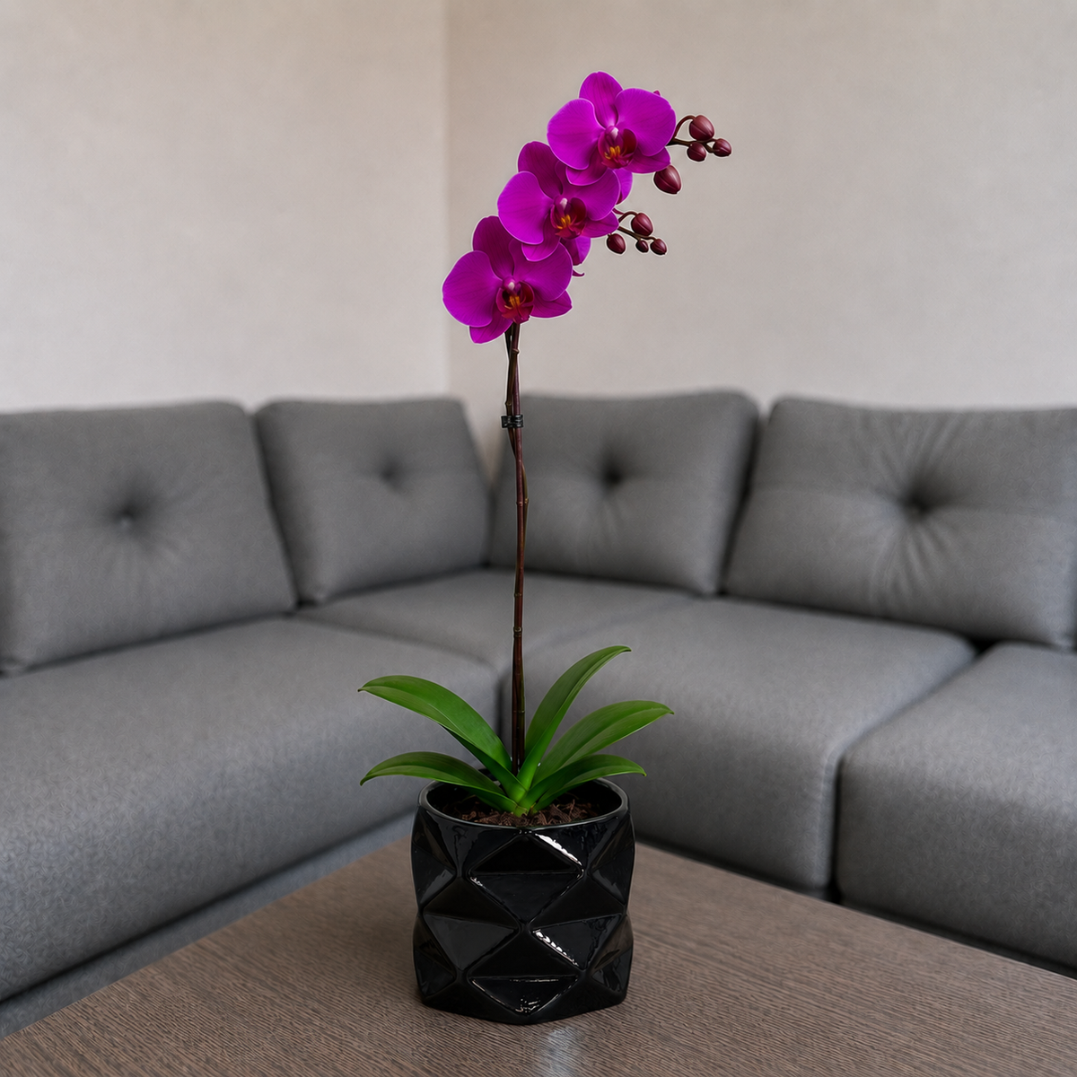 Orquídea resiliencia grande de 1 espiga en matera de cerámica diamante negro