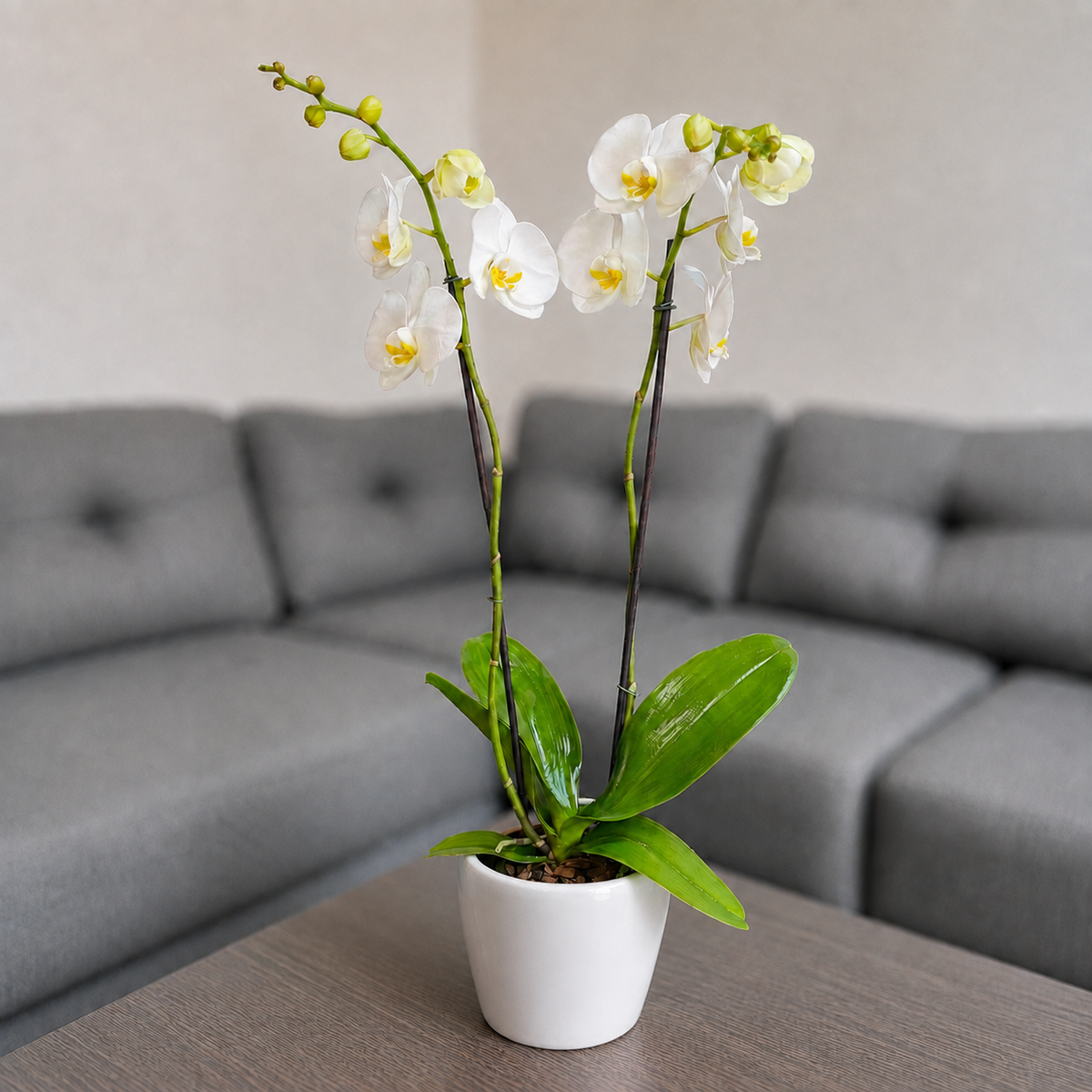 Orquídea pureza grande de 2 espigas en matera de cerámica perla clasica