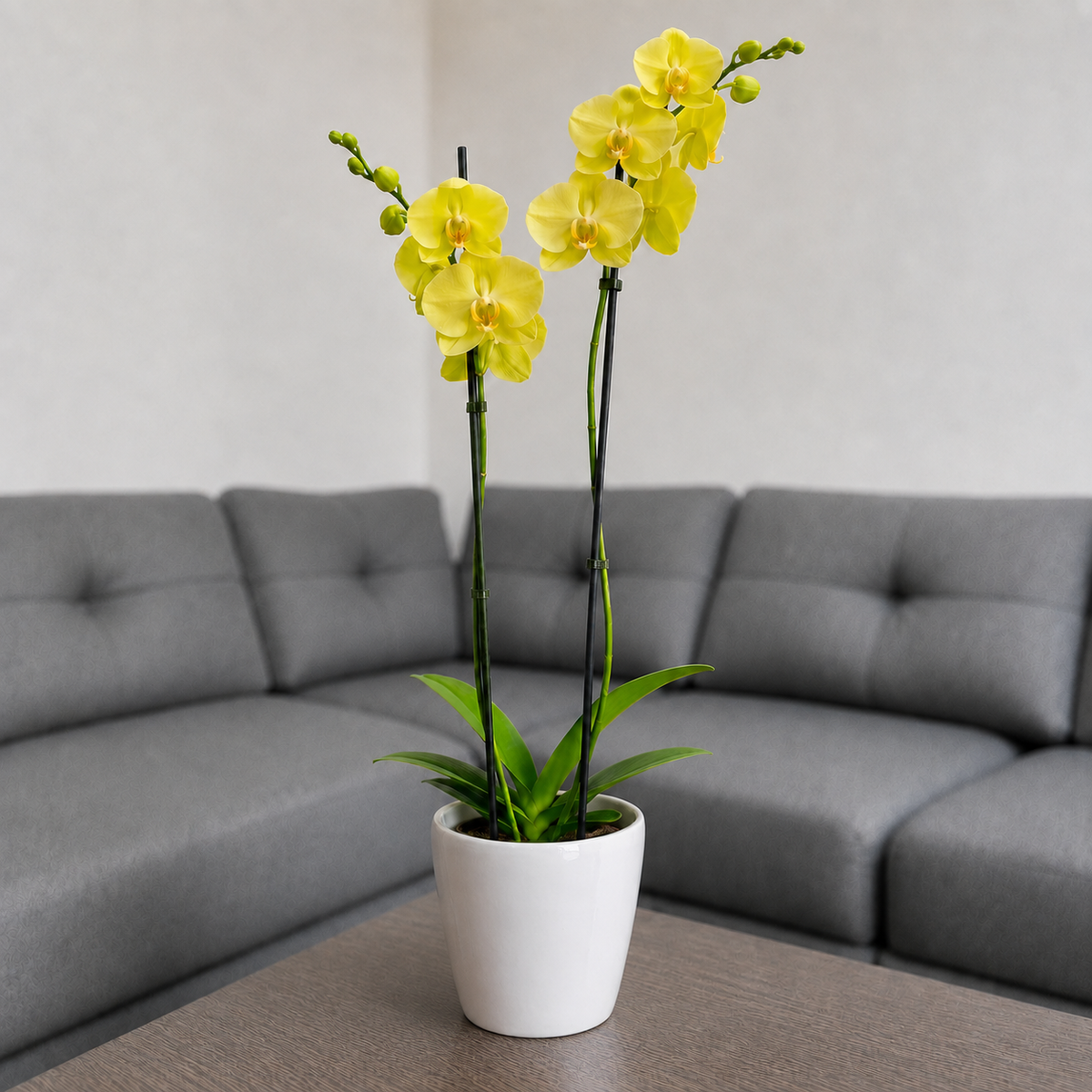 Orquídea despertar grande de 2 espigas en matera de cerámica perla clasica