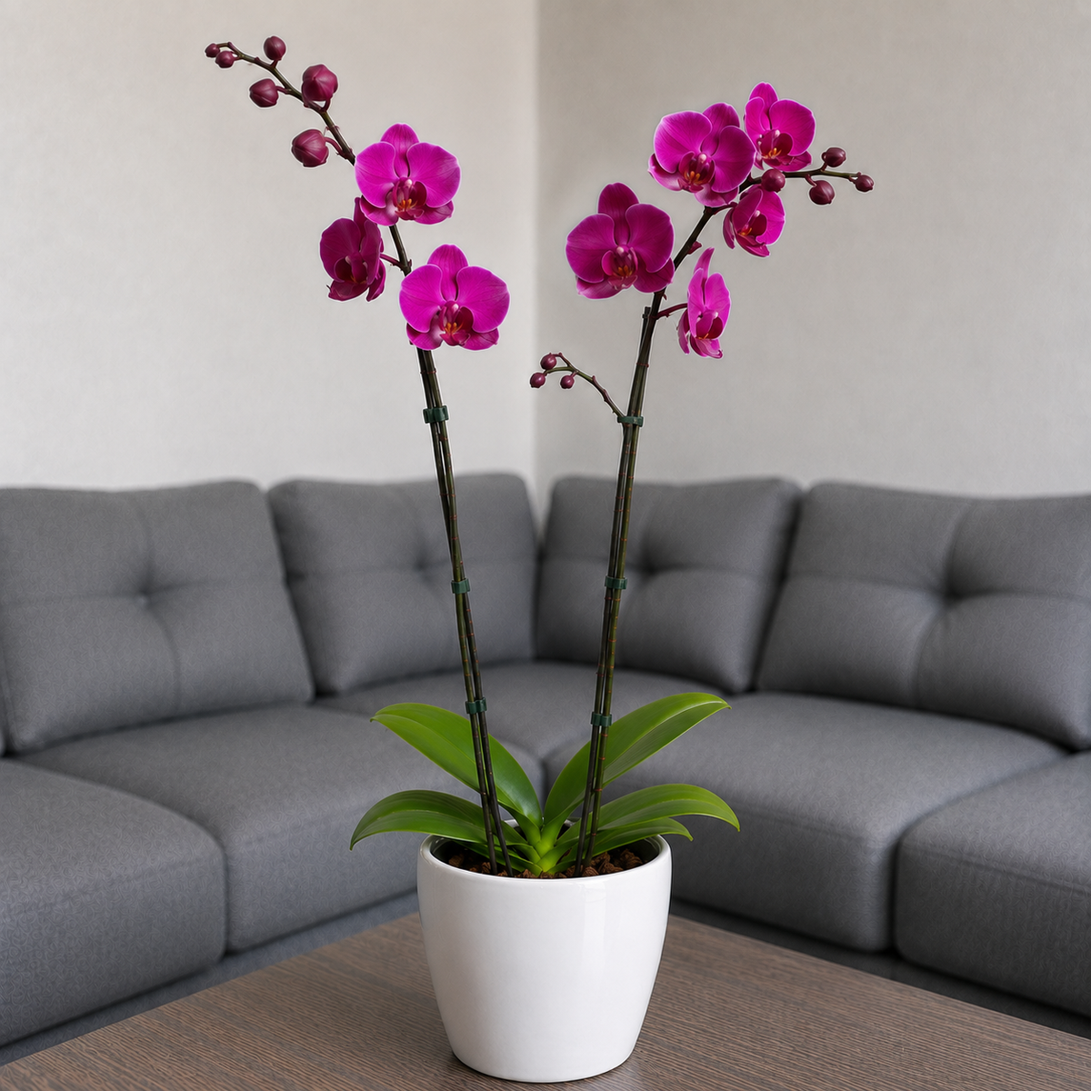 Orquídea resiliencia grande de 2 espigas en matera de cerámica perla clasica