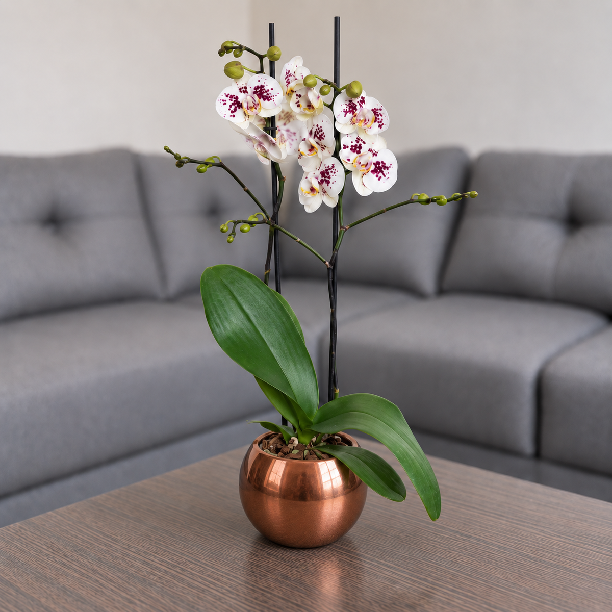 Orquídea exotica grande de 2 espigas en matera de cerámica ovalada cobre