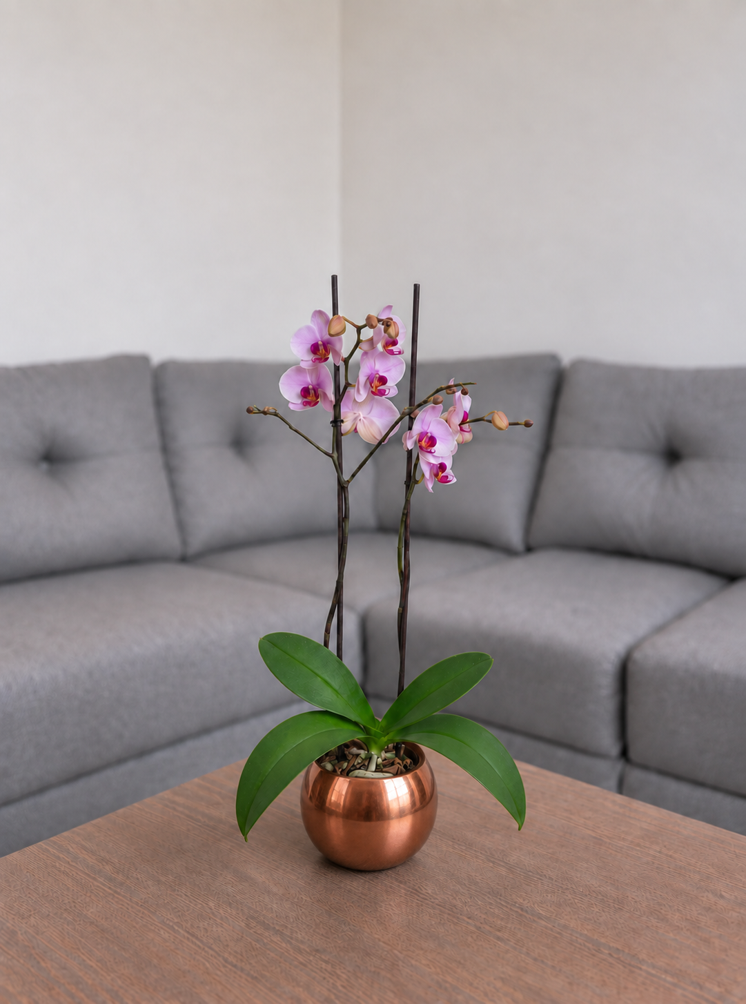 Orquídea primavera grande de 2 espigas en matera de cerámica ovalada cobre
