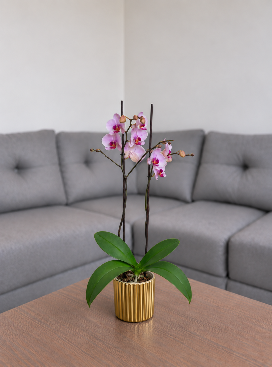 Orquídea primavera grande de 2 espigas en matera de cerámica dorada acanalada