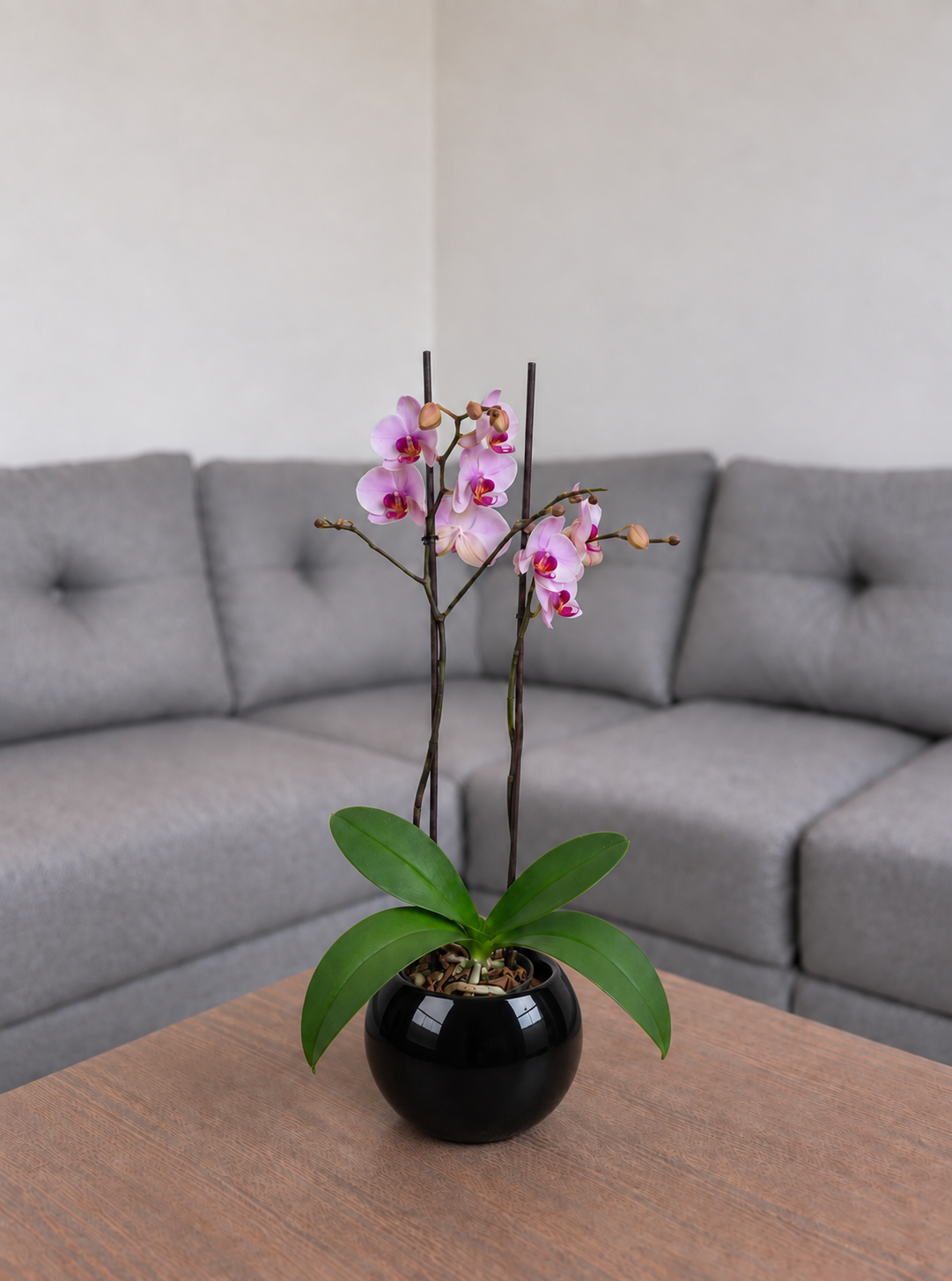 Orquídea primavera grande de 2 espigas en matera de cerámica ovalada negra