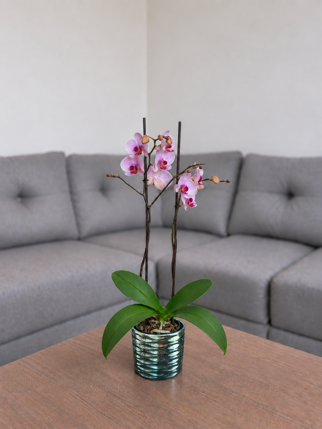 Orquídea primavera grande de 2 espigas en matera de cerámica panal azul