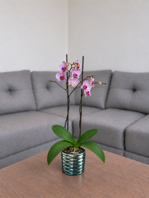 Orquídea primavera grande de 2 espigas en matera de cerámica panal azul