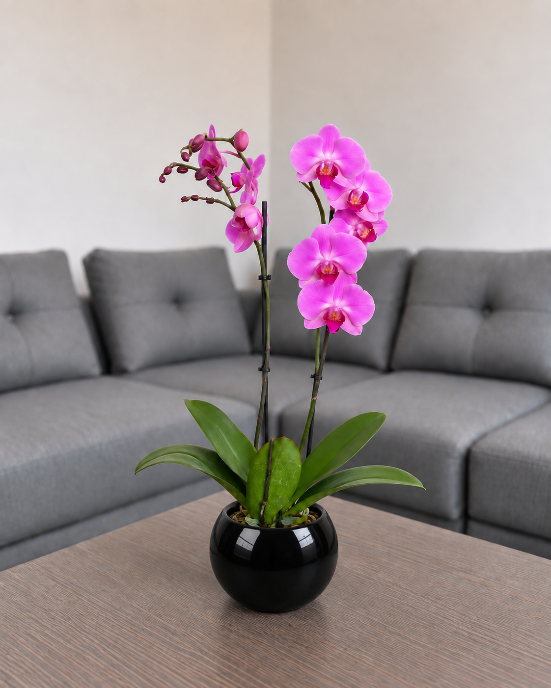 Orquídea renovación grande de 2 espigas en matera de cerámica ovalada negra