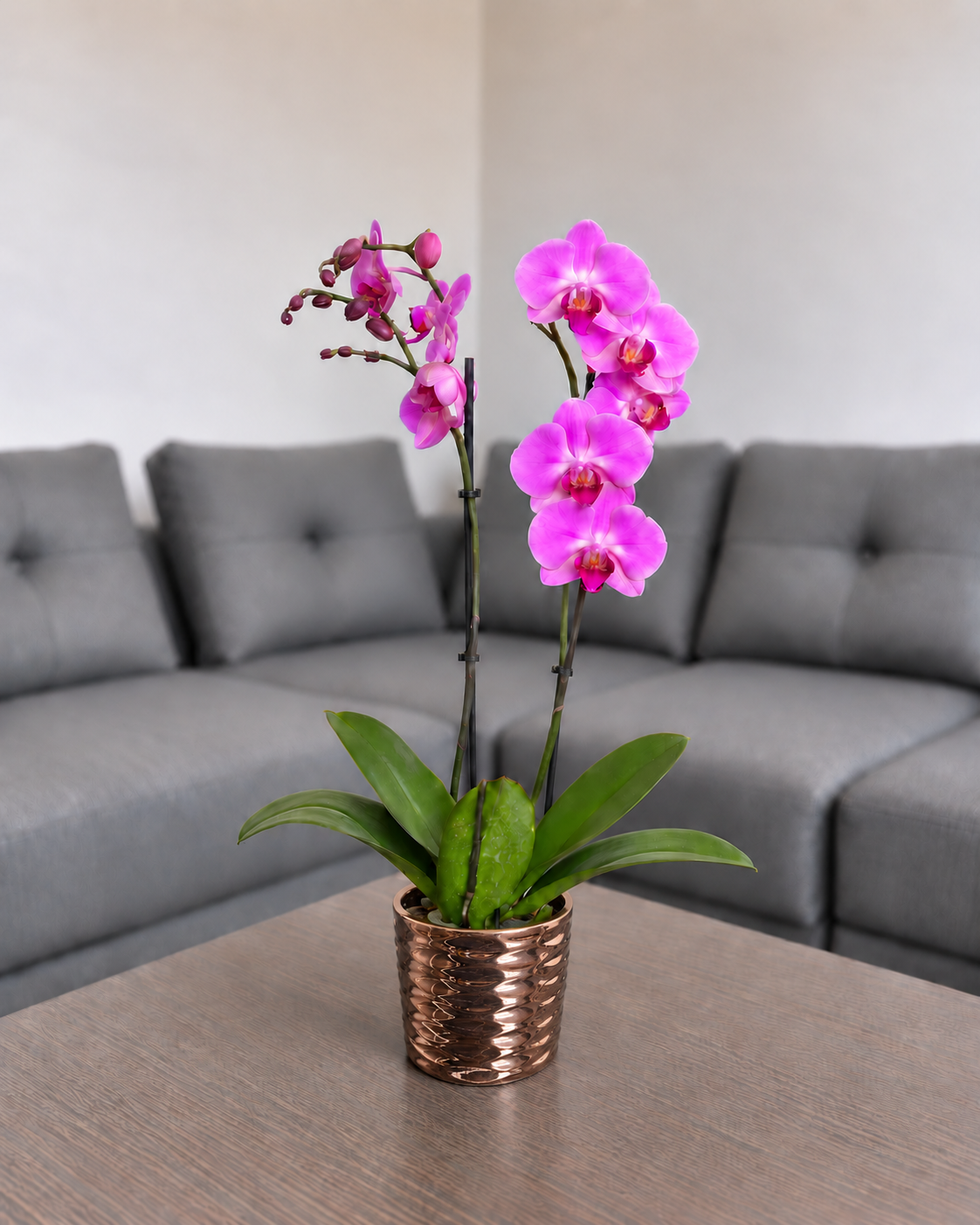 Orquídea renovación de 2 espigas en matera de cerámica panal oro rosa