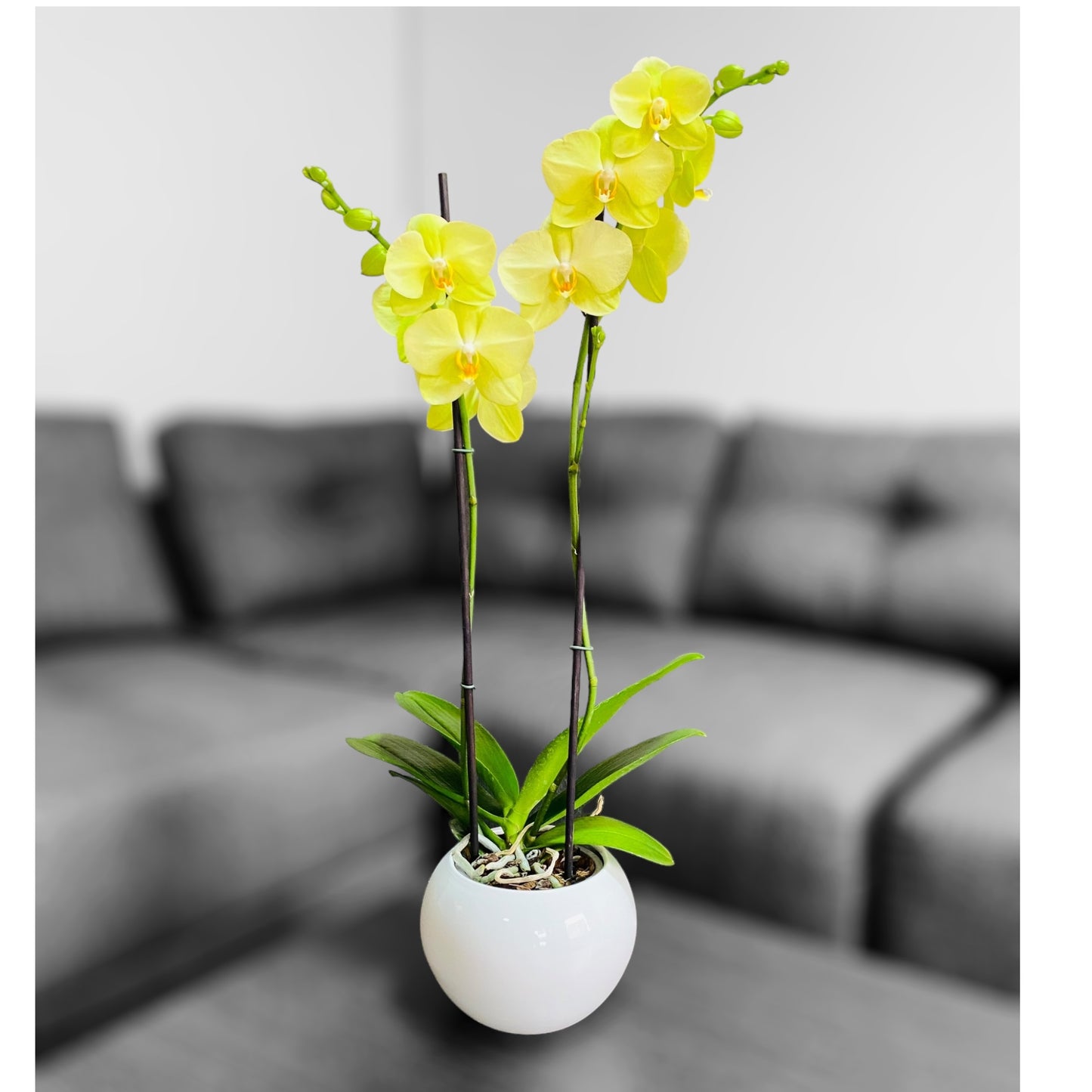 Orquídea grande con flores amarillas de 2 varas con cerámica blanca