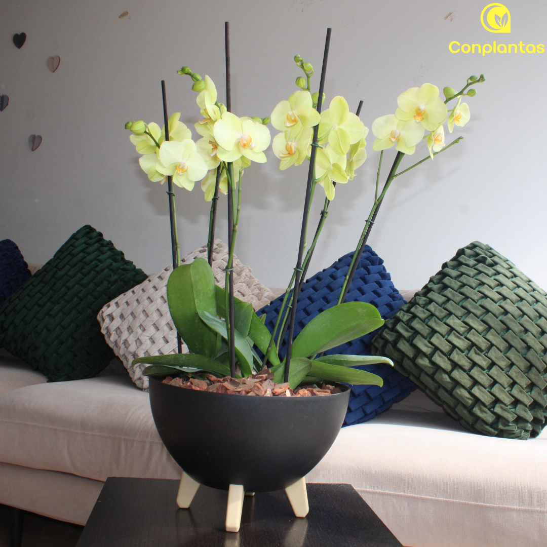 Arreglo Floral - Luz de Otoño