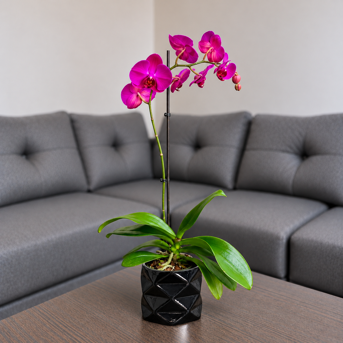Orquídea resiliencia grande de 1 espiga en matera de cerámica diamante negro