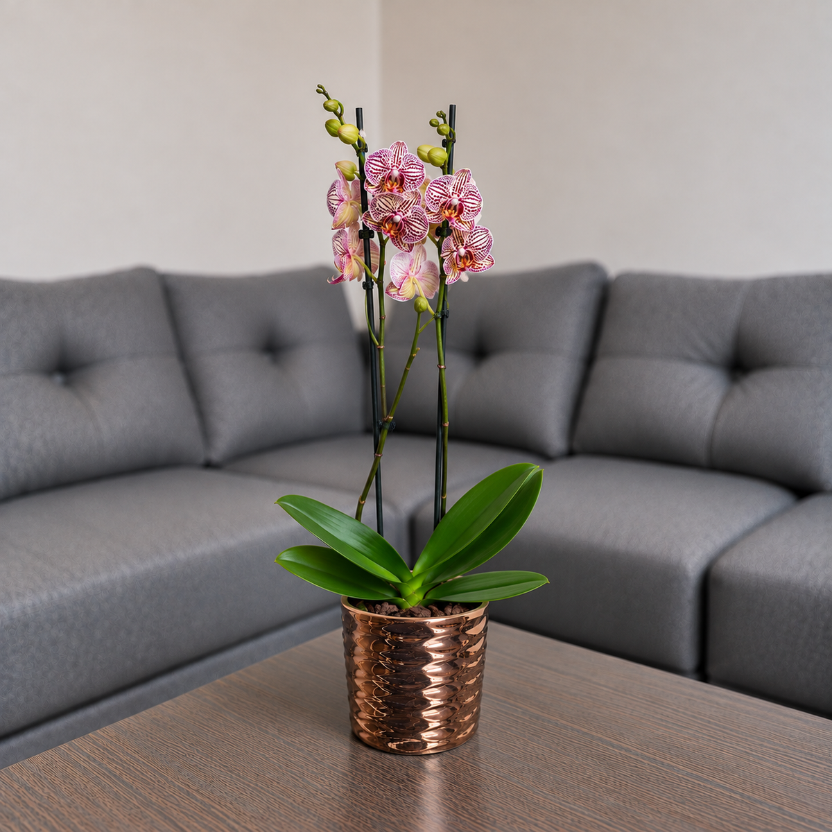 Orquídea exotica grande de 2 espigas en matera de cerámica panal oro rosa