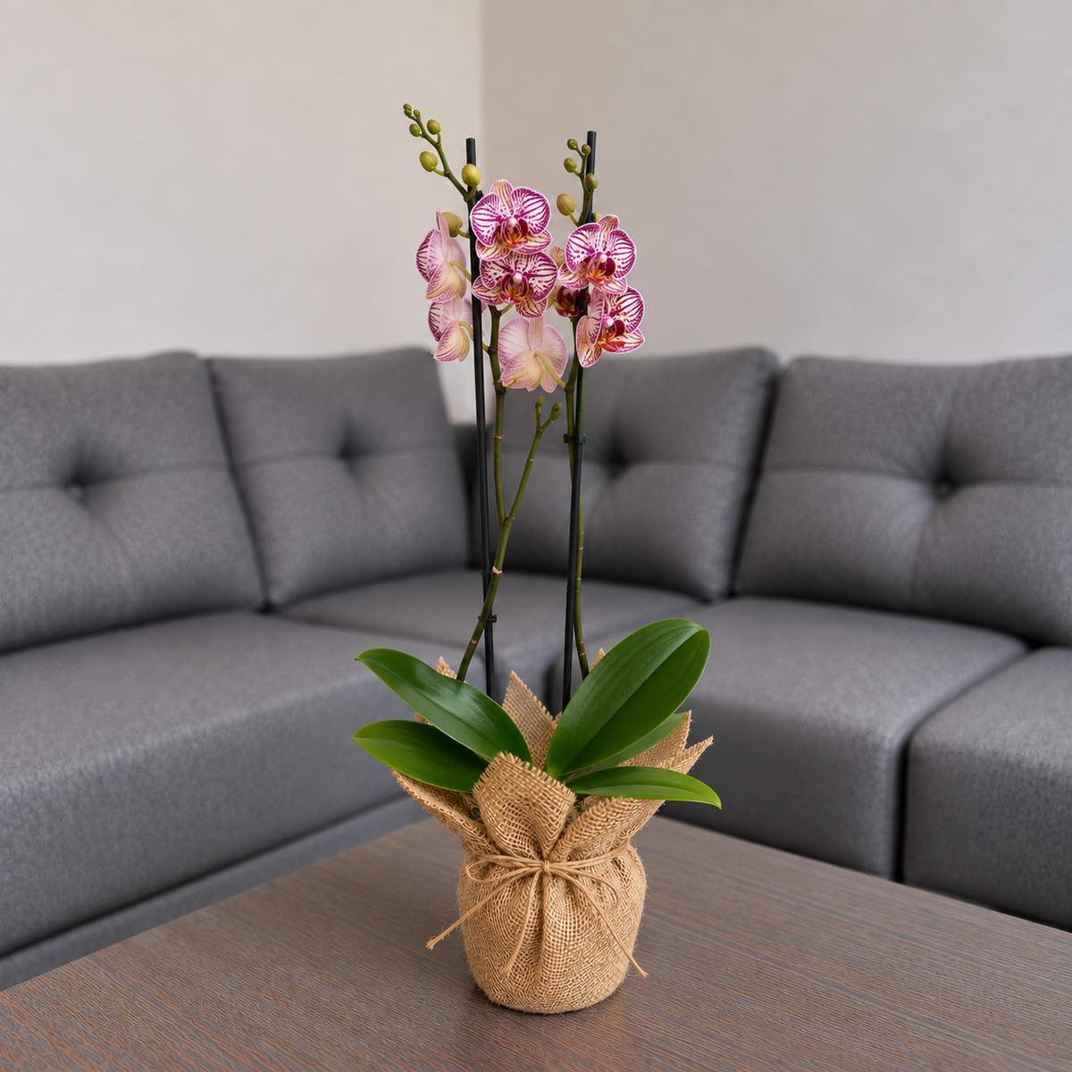 Orquídea exotica grande de 2 espigas en Yute decorativo