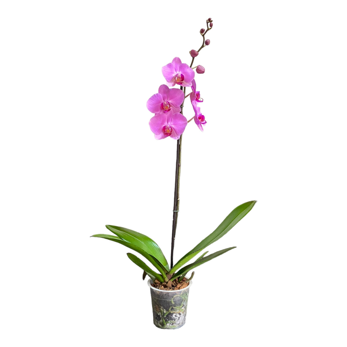 Orquídea renovación grande de 1 vara en matera de cultivo