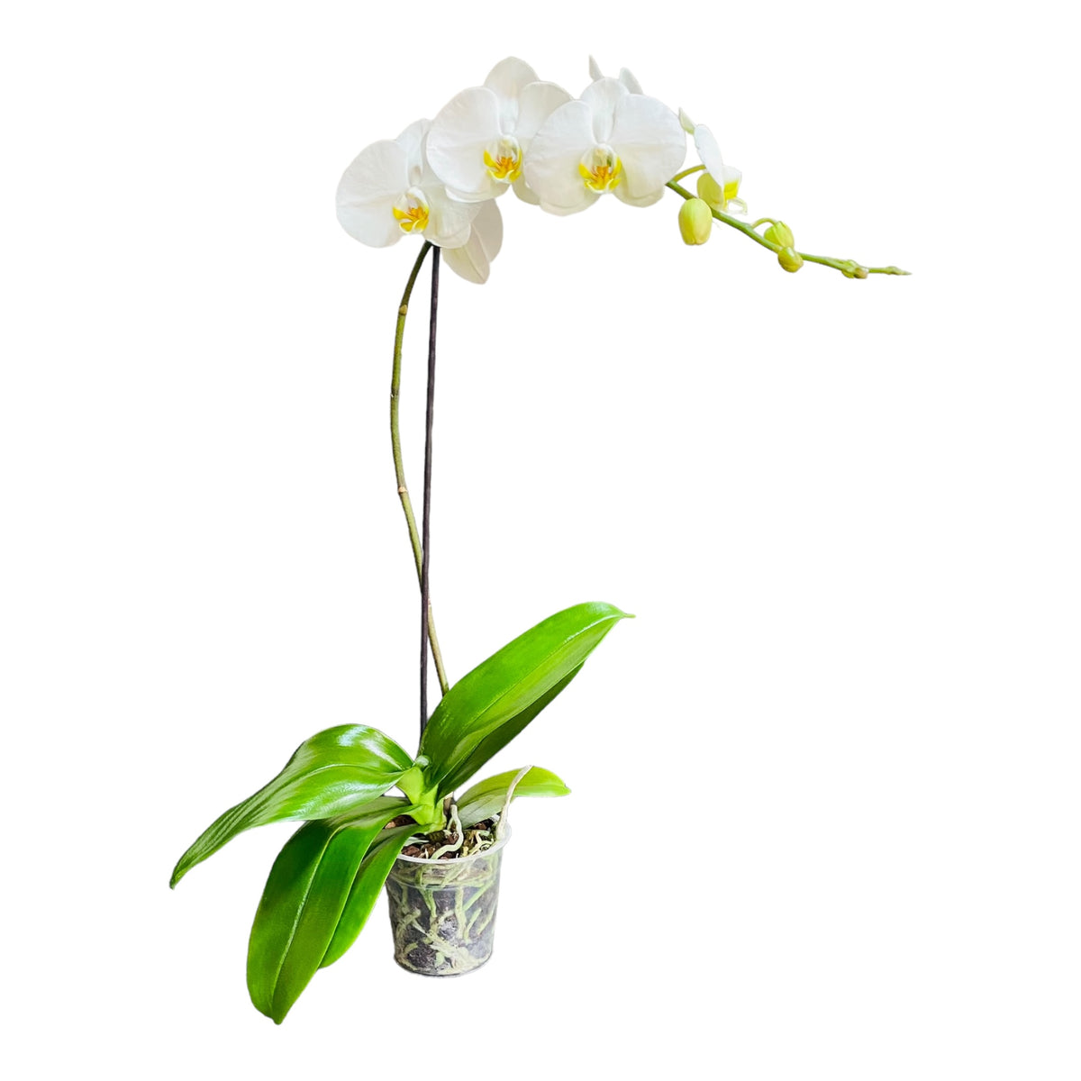 Orquídea pureza grande de 1 vara en matera de cultivo