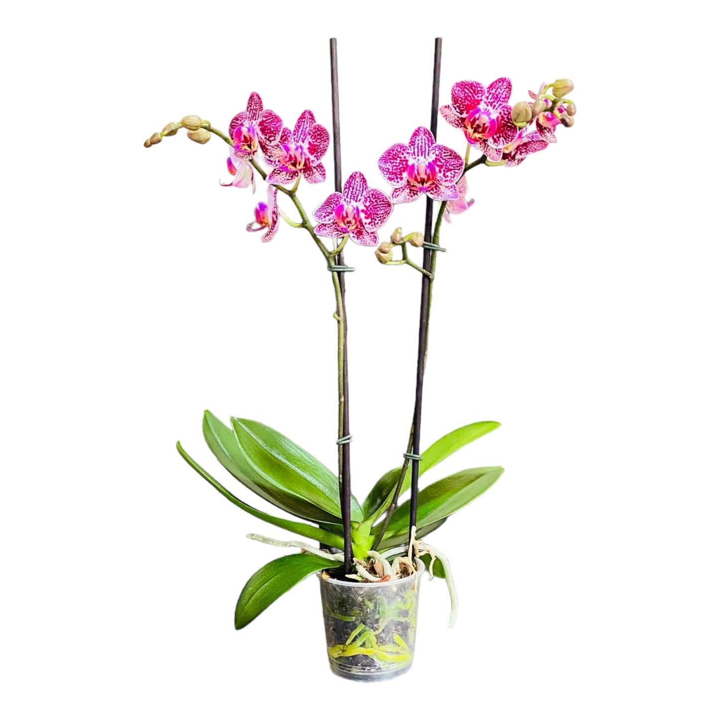 Orquídea mediana con flores moradas 2 varas