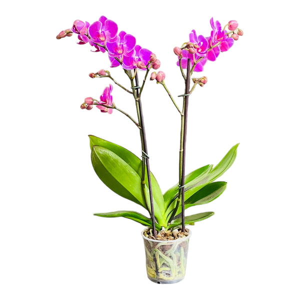 Orquídea mediana con flores rosadas 2 varas