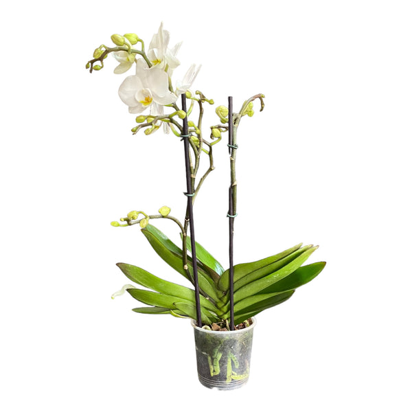 Orquídea mediana con flores blancas 2 varas