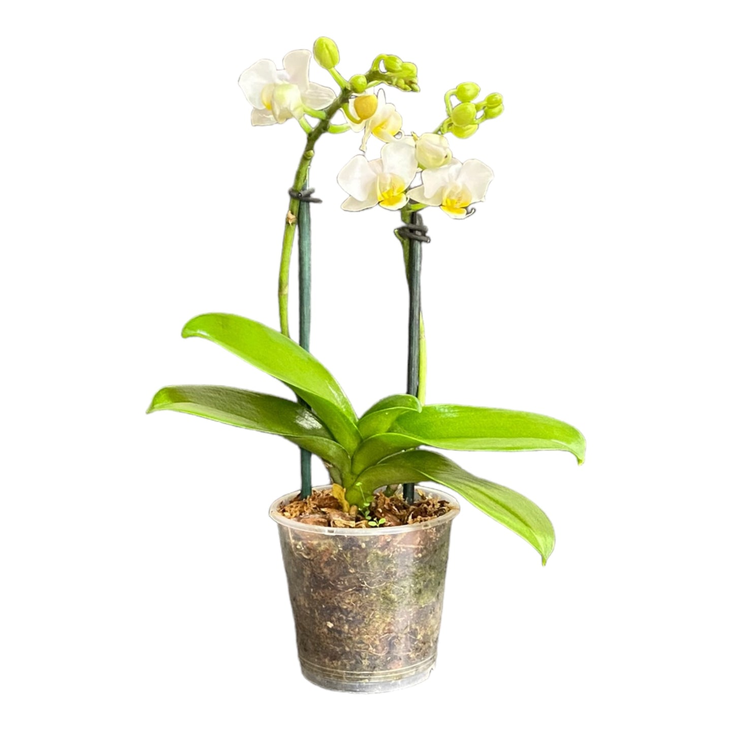 Orquídea mini de dos varas con flores blancas 2 varas