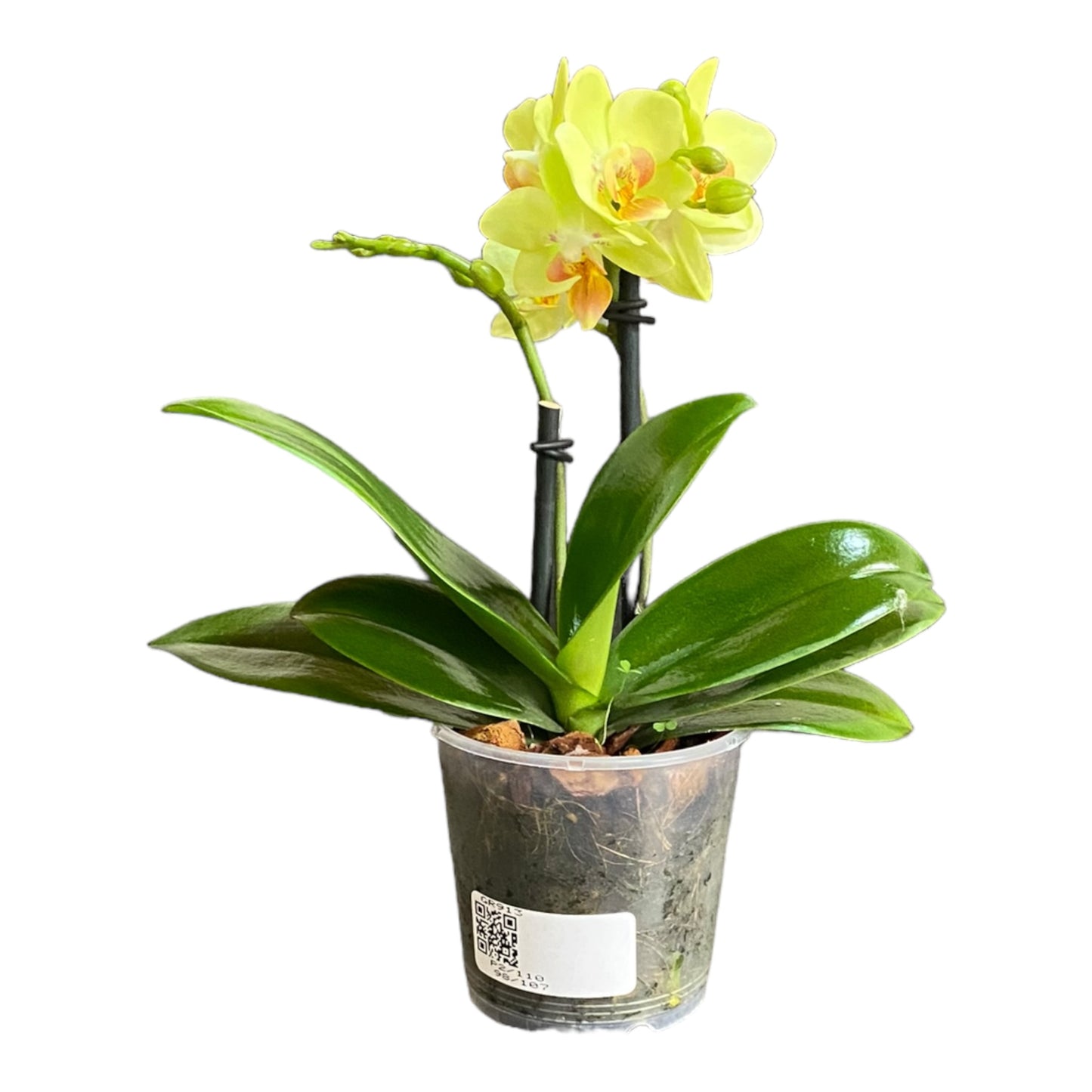 Orquídea mini de dos varas con flores amarillas 2 varas