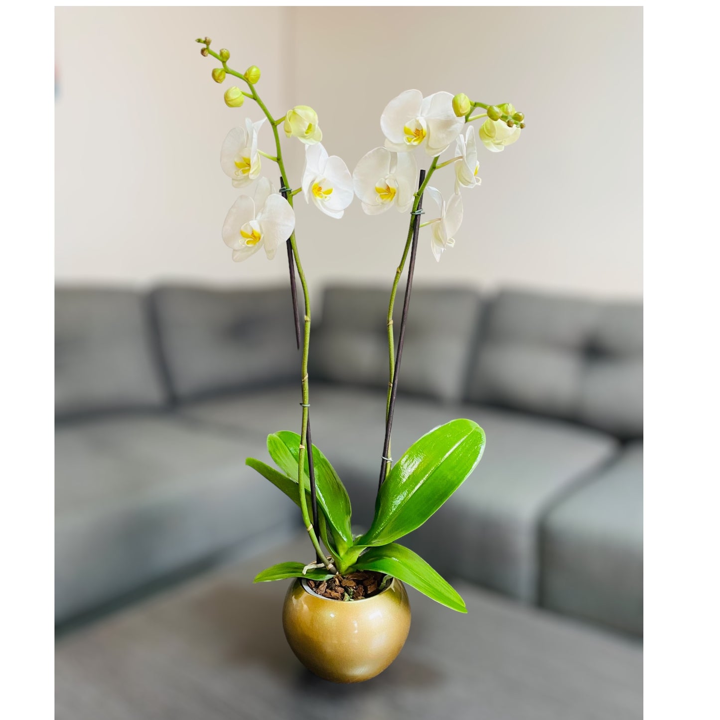 Orquídea grande con flores blancas de 2 varas con cerámica dorada