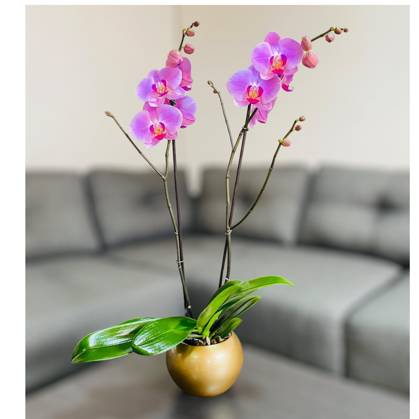 Orquídea grande con flores rosadas de 2 varas con cerámica dorada
