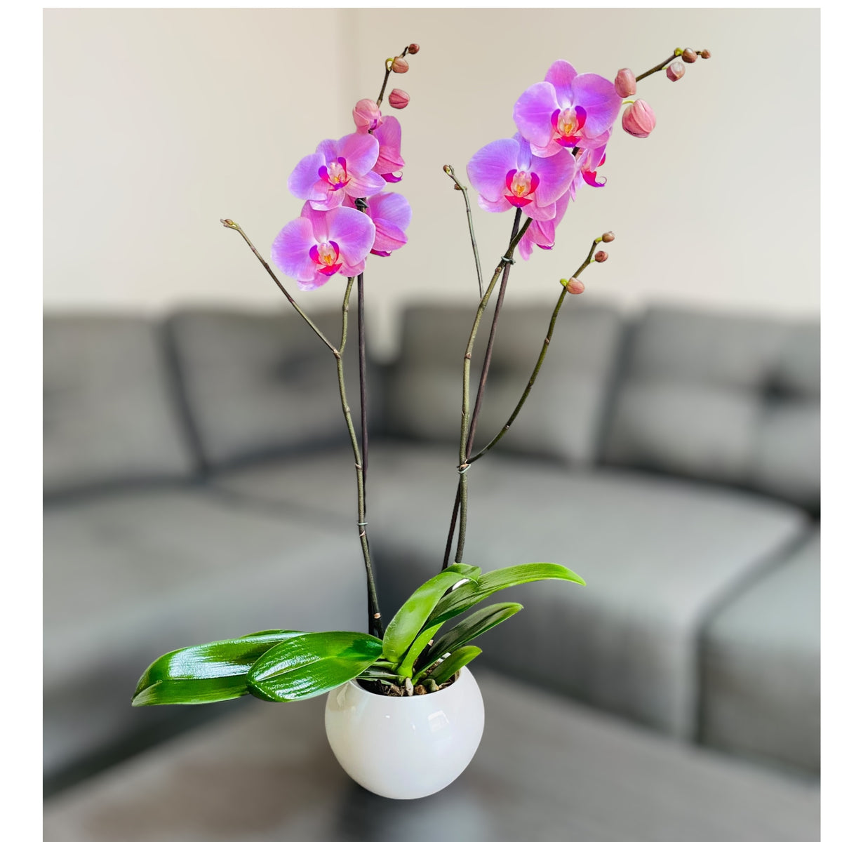 Orquídea grande de 2 espigas rosada en matera de cerámica blanca