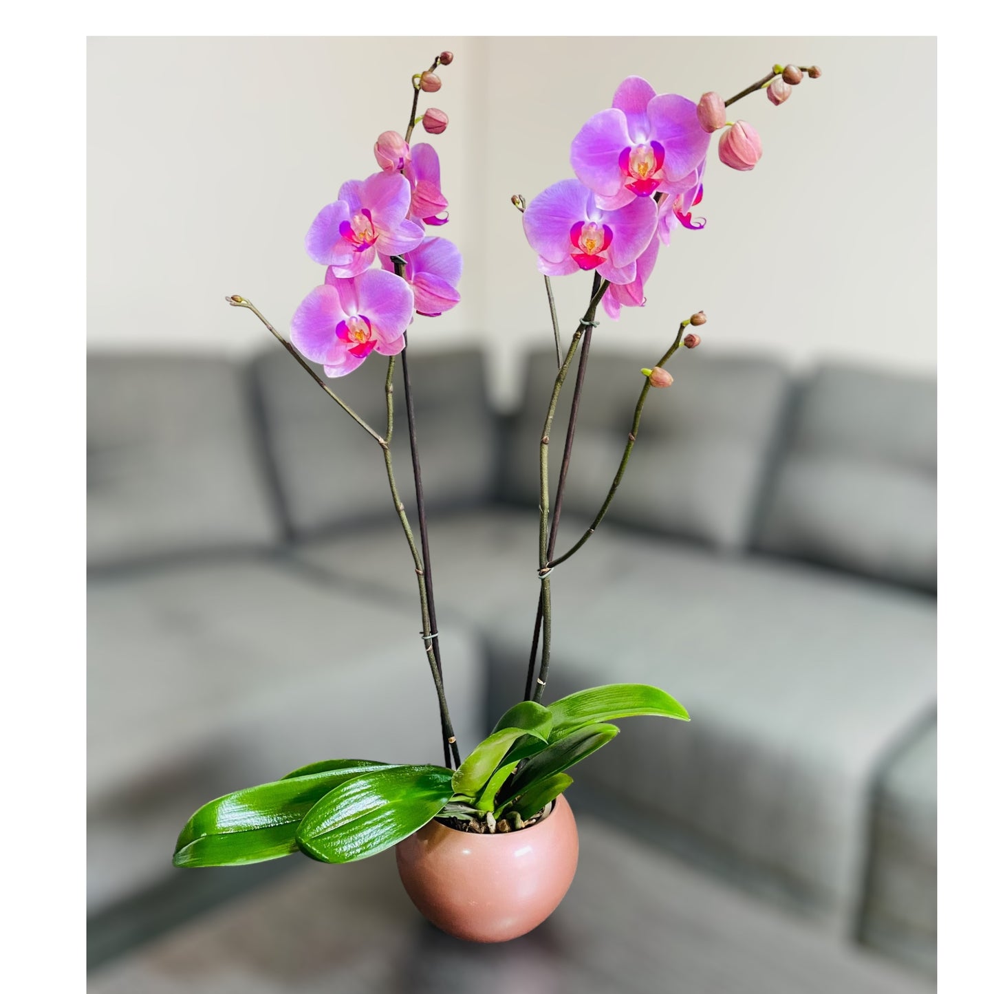 Orquídea grande con flores rosadas de 2 varas con cerámica rosada