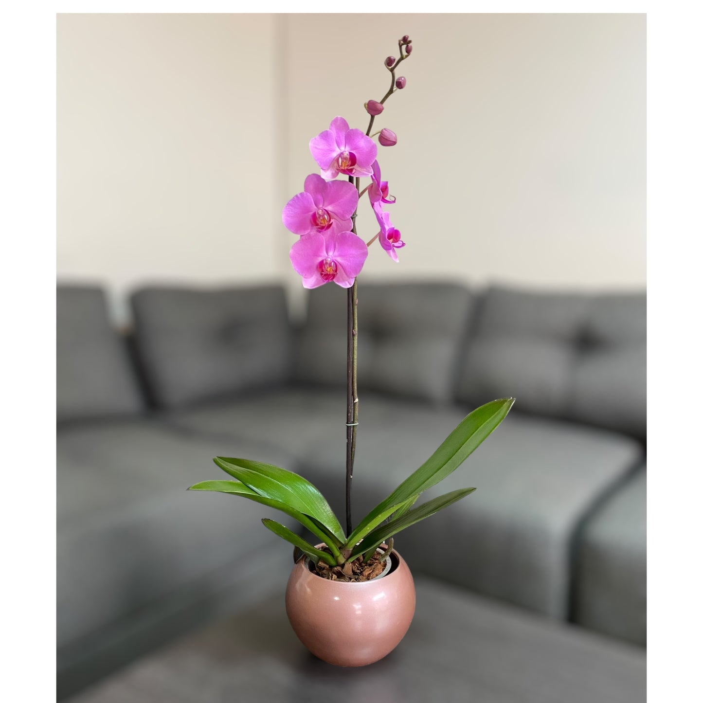 Orquídea grande de 1 vara con flores rosadas con cerámica rosada
