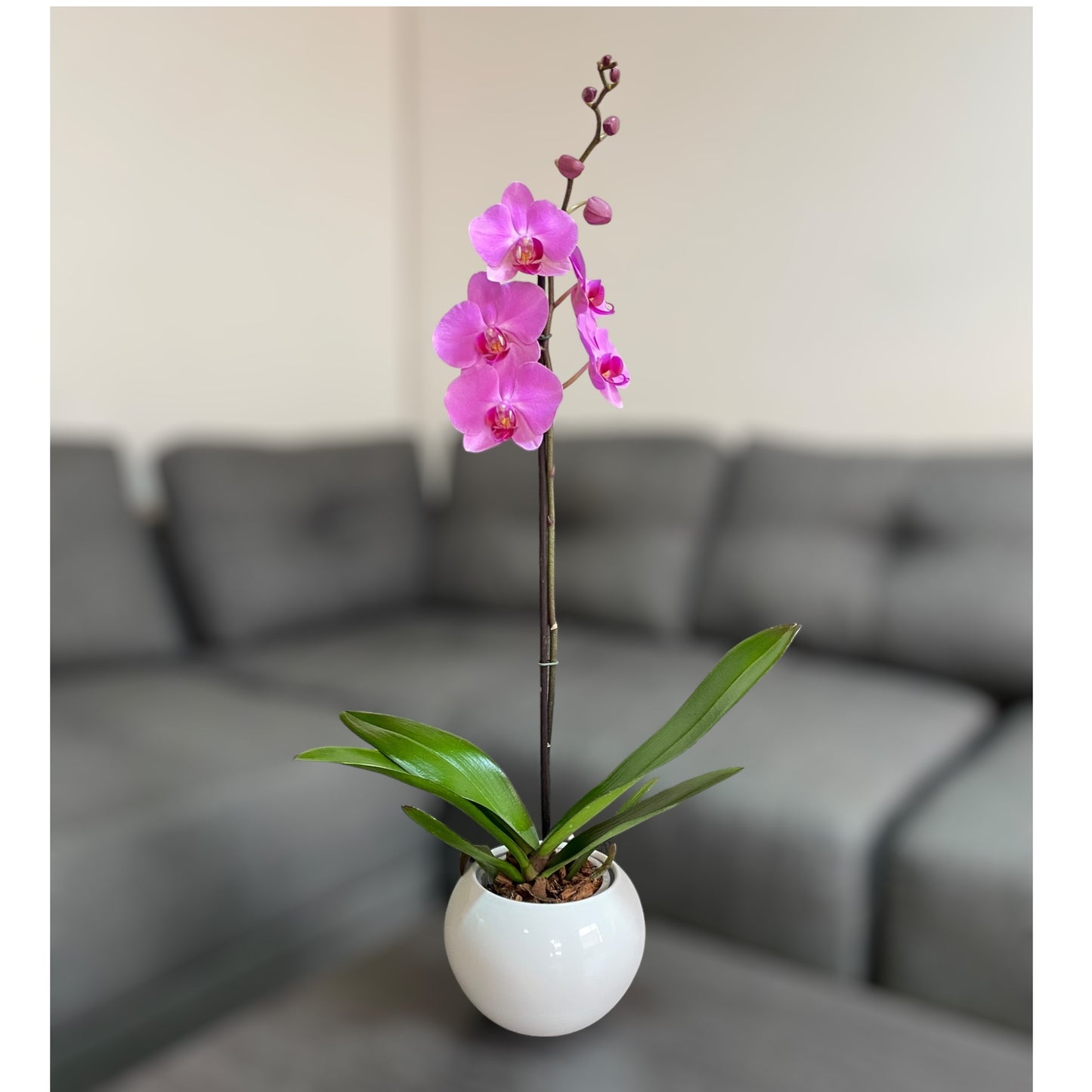 Orquídea grande de 1 vara con flores rosadas con cerámica blanca