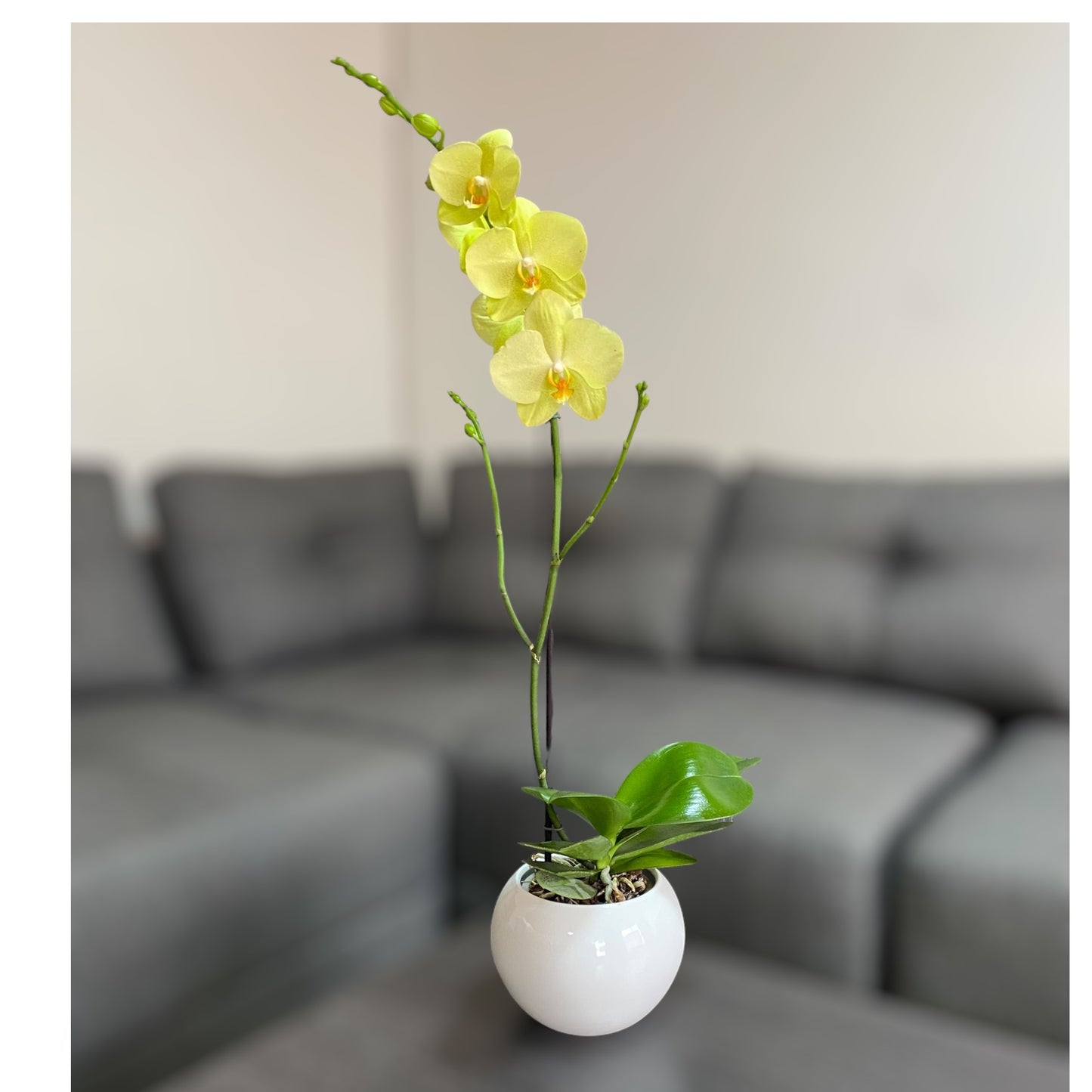 Orquídea grande de 1 vara con flores amarillas con cerámica blanca